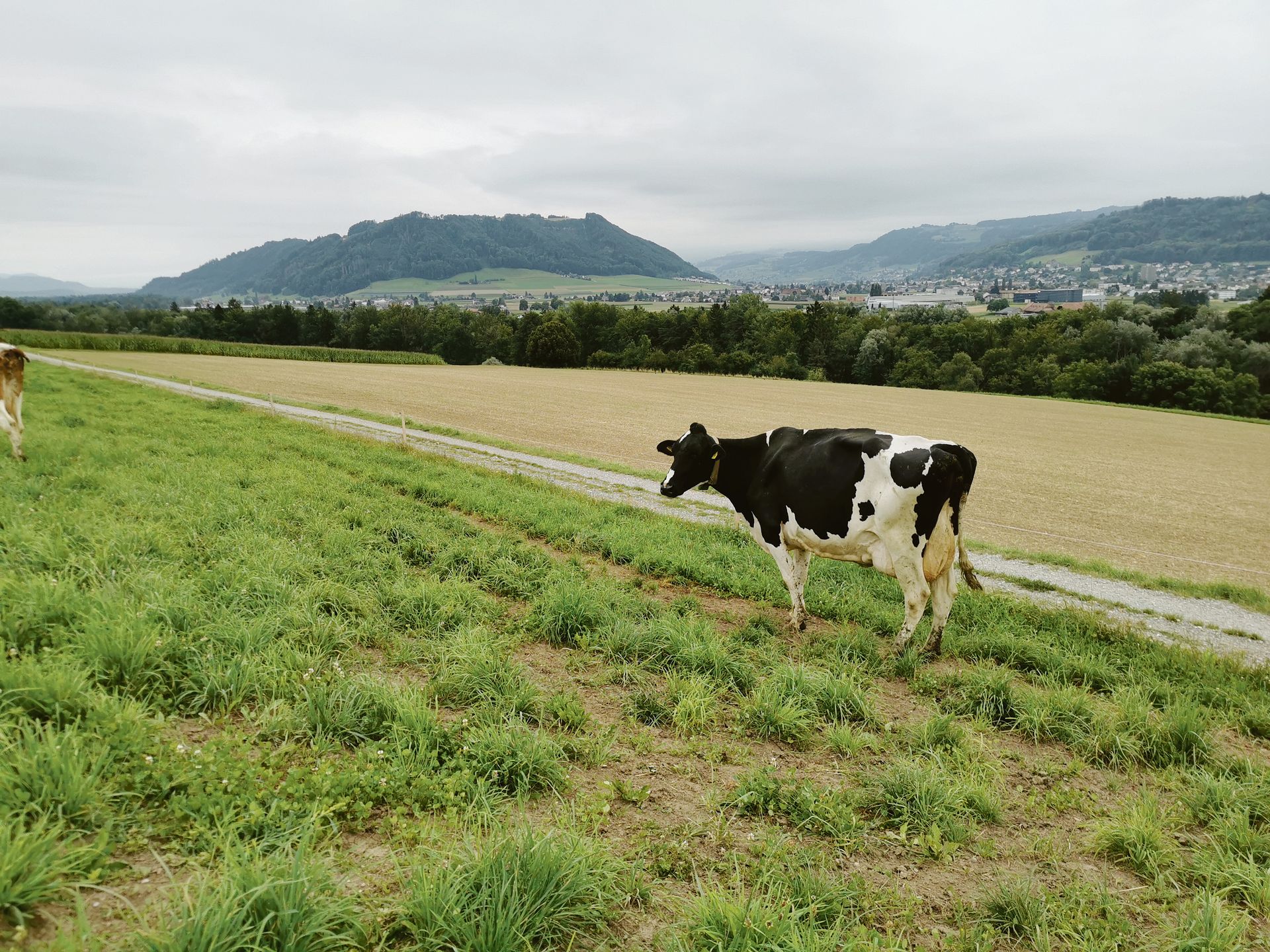 Enya ist in der sechsten Laktation. Sie gehört zu den alten Kühen im Bestand und schöpft ihr Leistungspotenzial voll aus. Solche Kühe soll es künftig mehr geben. (Bild sb)