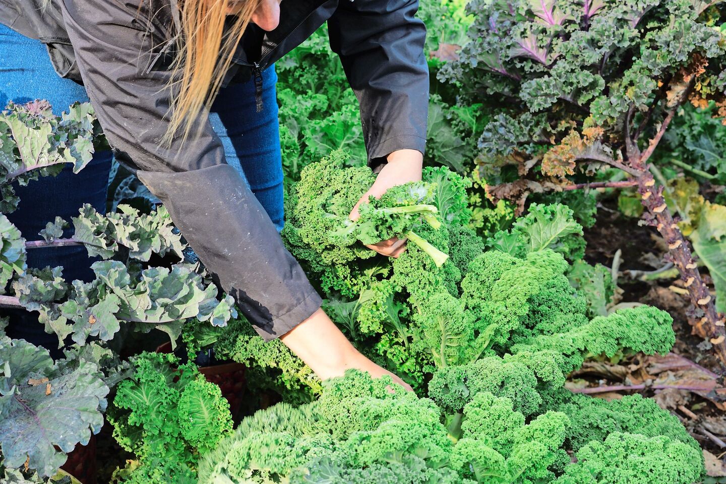 Federkohl, der auch «Kale» genannt wird, gibt es in verschiedenen Farben. Er kann den ganzen Winter bei frostfreien Temperaturen geerntet werden.
