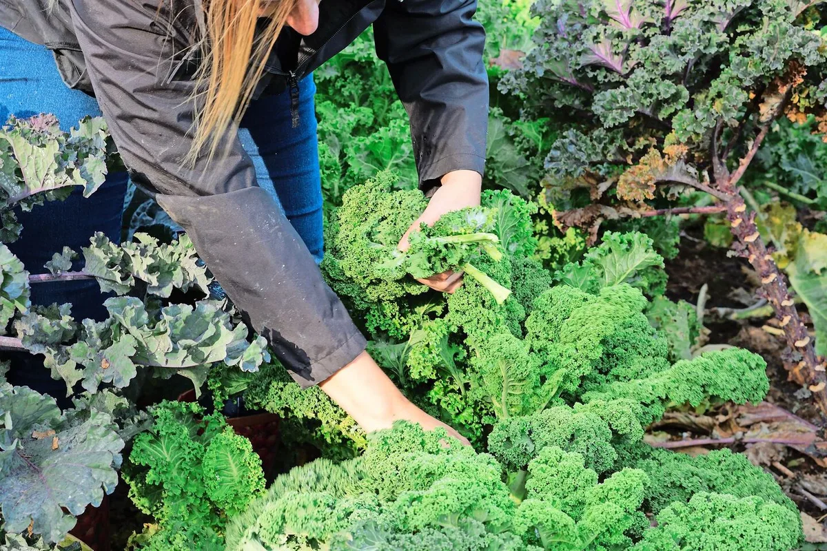 25a40882d4b5def0a1dcf83b75b25113e994859e4f348bc6beb436e941dab71e Federkohl, der auch «Kale» genannt wird, gibt es in verschiedenen Farben. Er kann den ganzen Winter bei frostfreien Temperaturen geerntet werden.