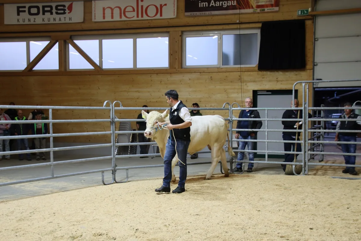 IMG_8028 Stierenmarkt für Fleischrassen: Der teuerste Stier kostete 7300 Franken