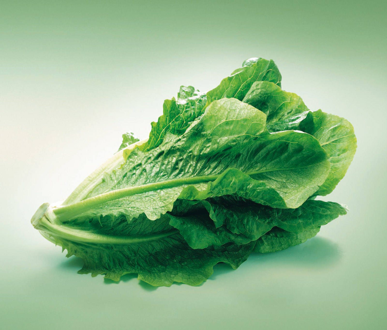 Lattich gilt als Urform der heutigen Salatsorten. (Bild: VSGP)