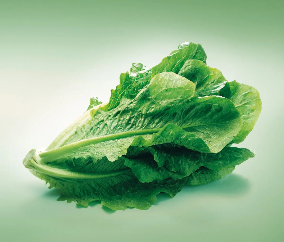 Lattich gilt als Urform der heutigen Salatsorten. (Bild: VSGP)