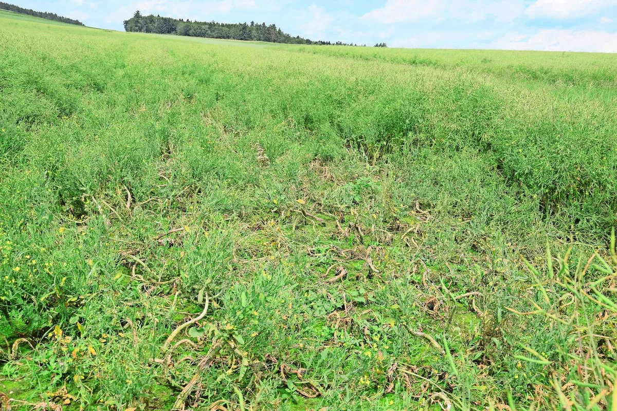 Verkrümmte Stängel und Verdickungen am Wurzelhals können die Folge von Kohlhernie sein. Der Erreger befällt diverse Kreuzblütler, weshalb auch entsprechendes Unkraut am Feldrand bekämpft werden sollte.