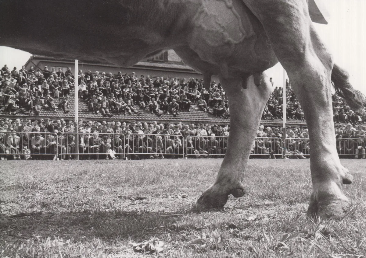 Braunvieh-Schweiz_BRUNA-1982 Zug als «Braunvieh-Nabel» der Welt