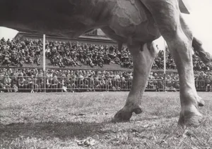 Anlässlich des 85-jährigen Bestehens des Braunviehzuchtverbands wurden an der Braunviehausstellung BRUNA 1982 rund 350 Tieren präsentiert. Im selben Jahr wurde auch die Weltvereinigung der Braunviehzüchter gegründet.