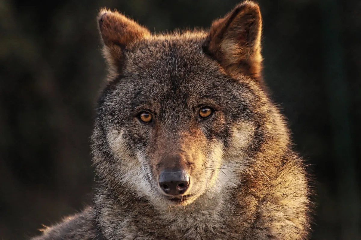 Kanton Graubünden nimmt Jagd auf zwei Wolfsrudel wieder auf