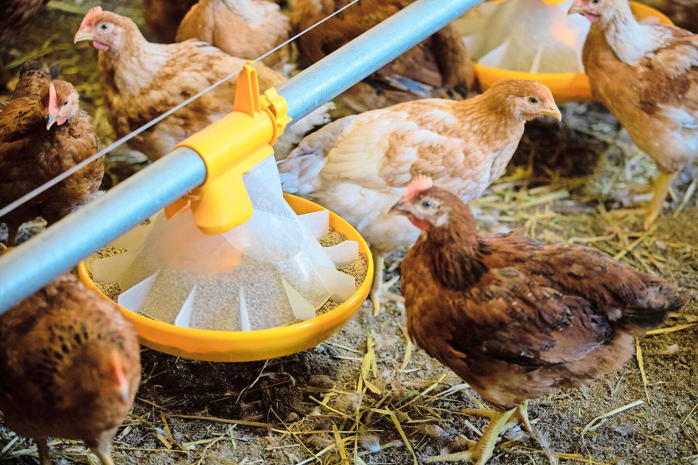Das Potenzial von Weidegras zum Ersatz von Futterprotein ist laut dem Bericht gering.