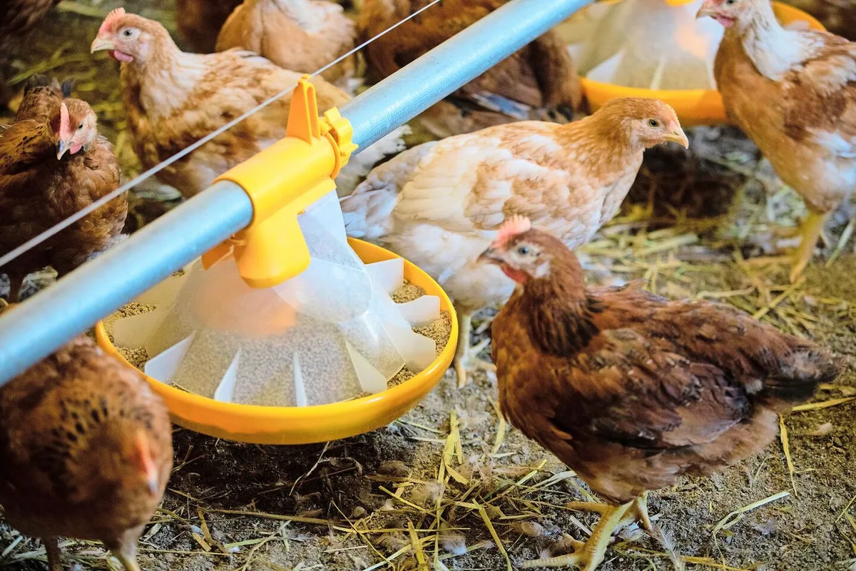 Das Potenzial von Weidegras zum Ersatz von Futterprotein ist laut dem Bericht gering.