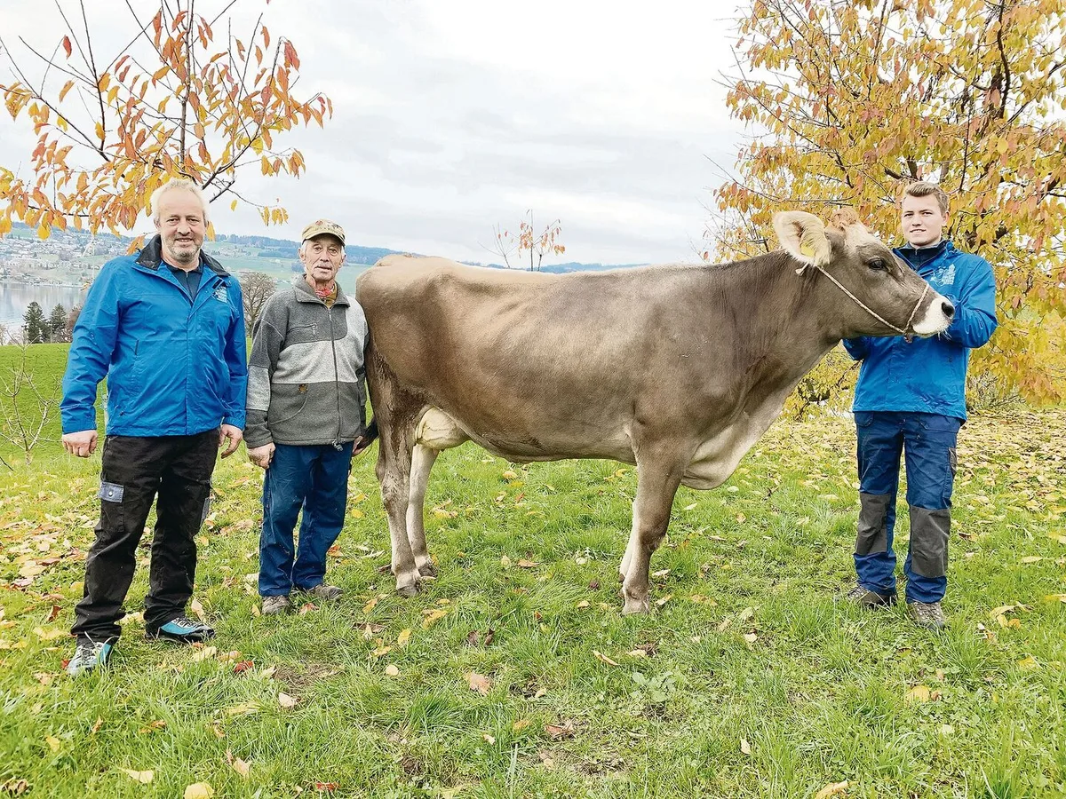 812437ae0af40addd6b2d97dab0a27e6f4bd43514028a25fbf5b0150607f7187 Betriebsleiter Albert, Vater Sepp und Sohn Kilian Gössi mit der dreijährigen Kuh Sina (V: Salomon). Sie wird an der Lucerne Expo gezeigt, war schon Abteilungssiegerin an der Herbstschau in Weggis und ist mit 84 Punkten linear beurteilt.