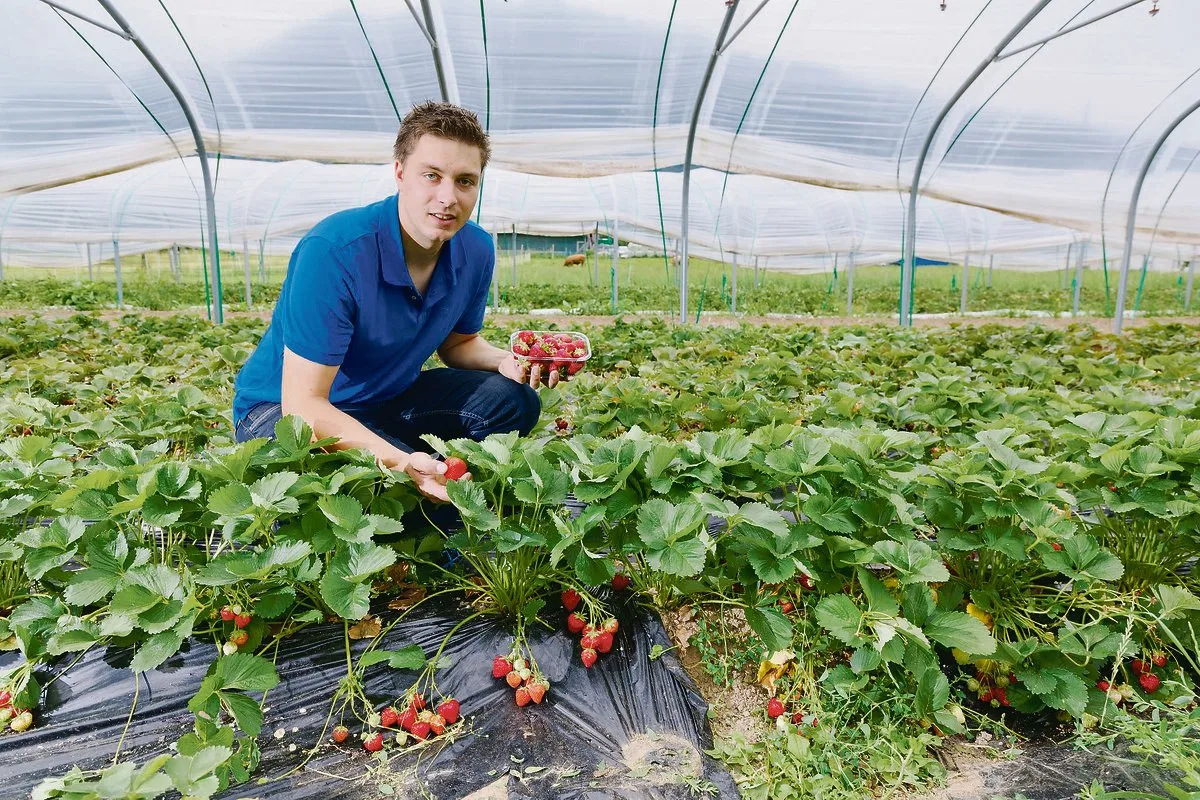 4f953bf205082686855ef231eb9983876021a5f0 Bioproduzent Ramon Staubli erreicht heute bereits einen Anteil von 5 Prozent am Schweizer Bio-Erdbeermarkt. Der gelernte Obstbaufachmann gründete vor zwei Jahren die «Ramons Biofrüchte GmbH».(Bild zVg)