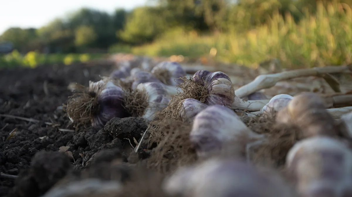 knoblauch 20 Franken höhere Löhne für landwirtschaftliche Angestellte ab 2022