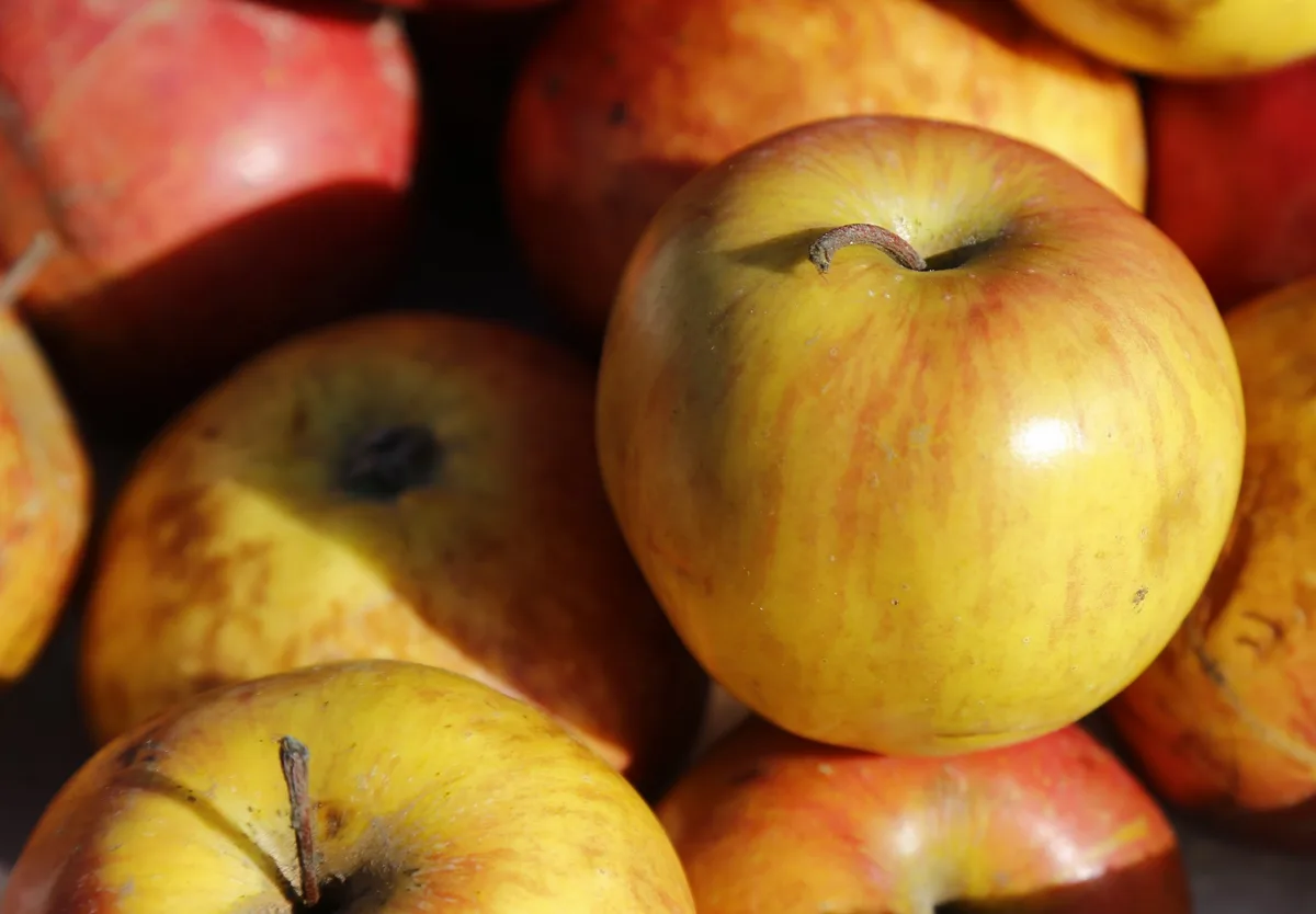 16606082028_49d2e438fb_o Der Apfel – die Schweizer Lieblingsfrucht
