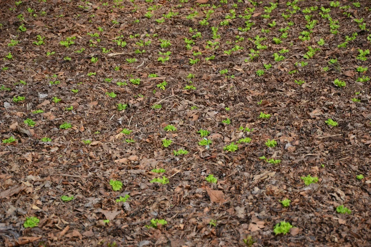 2aaf8291793d9bfcbe0424c1c4177ac54788b43f «Angepasste Strategien» sollen bei der Bewältigung des Klimawandels in der Landwirtschaft helfen. Hier wächst Salat in einer Mulchschicht, die vor Austrocknung und Unkraut schützt – eine Methode für die Zukunft? (Bild jsc)