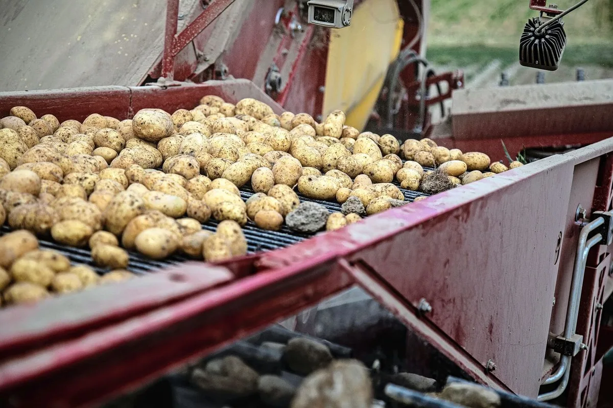 Kartoffeln sind eine sehr arbeitsintensive, aber auch risikoreiche Kultur und stellen hohe Anforderungen an Personal und Technik.