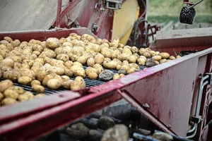 Kartoffeln sind eine sehr arbeitsintensive, aber auch risikoreiche Kultur und stellen hohe Anforderungen an Personal und Technik.