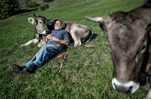 Capaul setzt sich für Hornkühe ein. (Bild © Swiss Press Photo - Fabrice Coffrini)