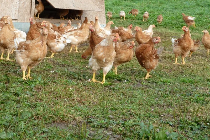 18246d7261efb26d682a28b51925163a467b5b93 Die Produktion von Bio-Geflügel bringt mehr Aufwand, mehr Tierwohl und höhere Preise – wer entlang der Wertschöfpungskette wieviel davon bekommt, ist geheim. (Bild jsc)