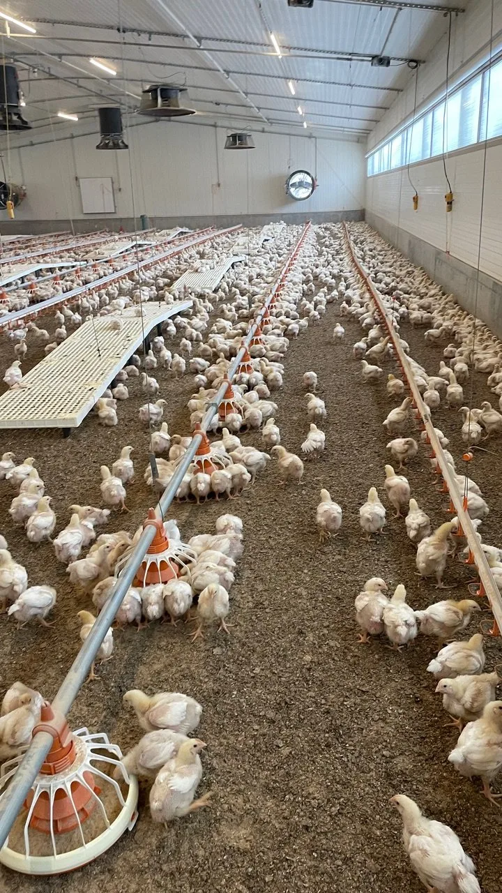 Wie viel Ammoniak entsteht wirklich in Mastpouletställen? Das misst ein HAFL-Projekt.