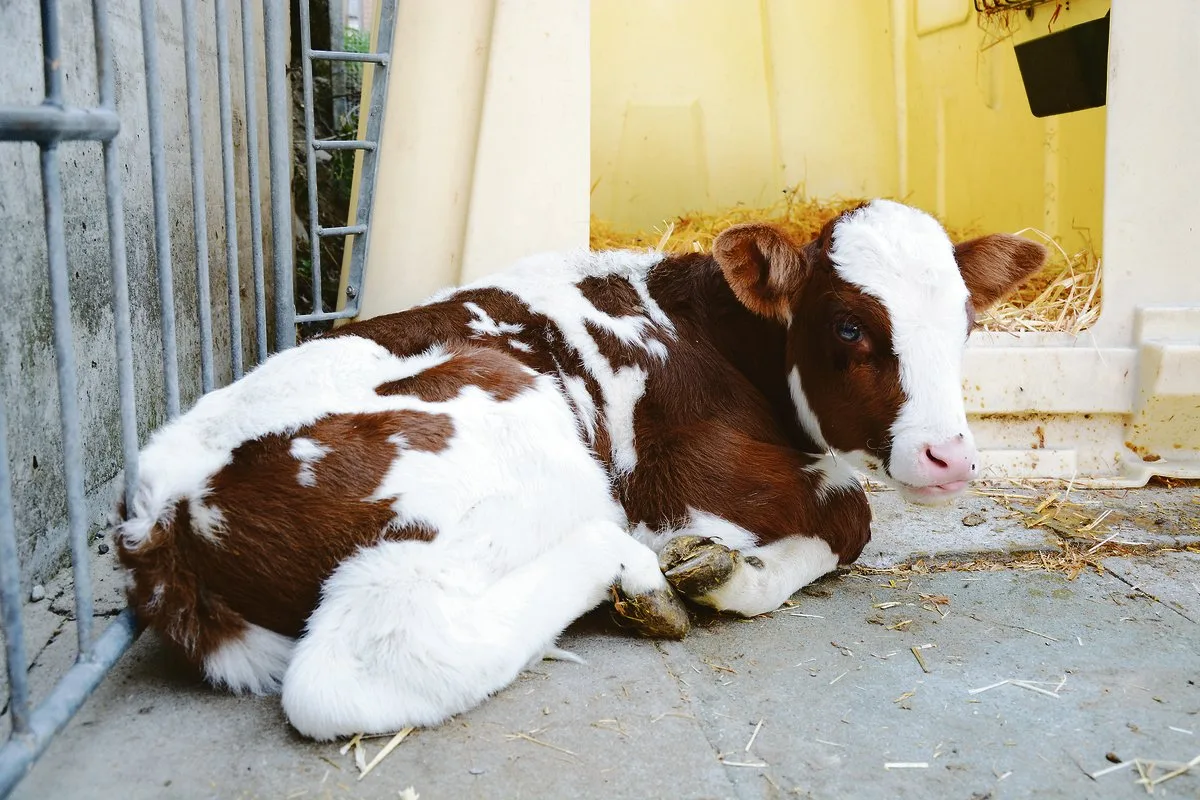 b8374c90cd861bca28c661cd0525045a53ac595f Ist das Kalb BVD-positiv oder nicht? Die Infektionsquelle eines positiven Tieres kann nicht immer nachgewiesen werden.(Bild Simone Barth)