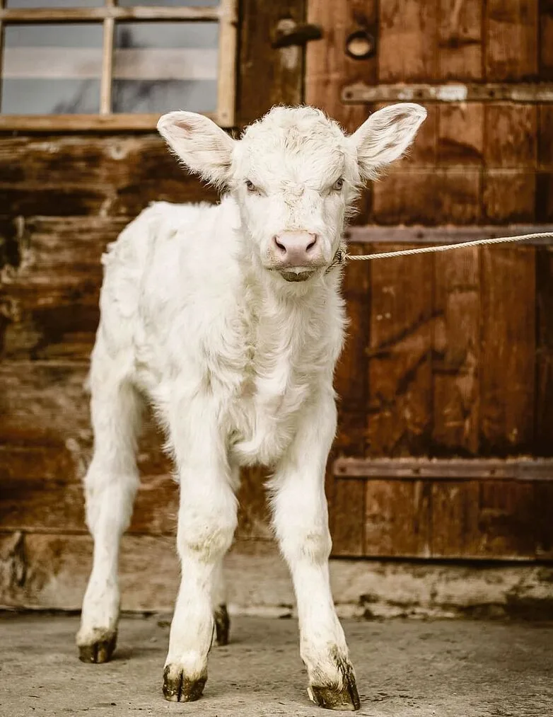 9e668bd964ea049e896c111424dfd262431ead5effd13855409f1faba7247f58 Albino-Kalb: «Bei Astor ist wohl die Druckerfarbe ausgegangen»