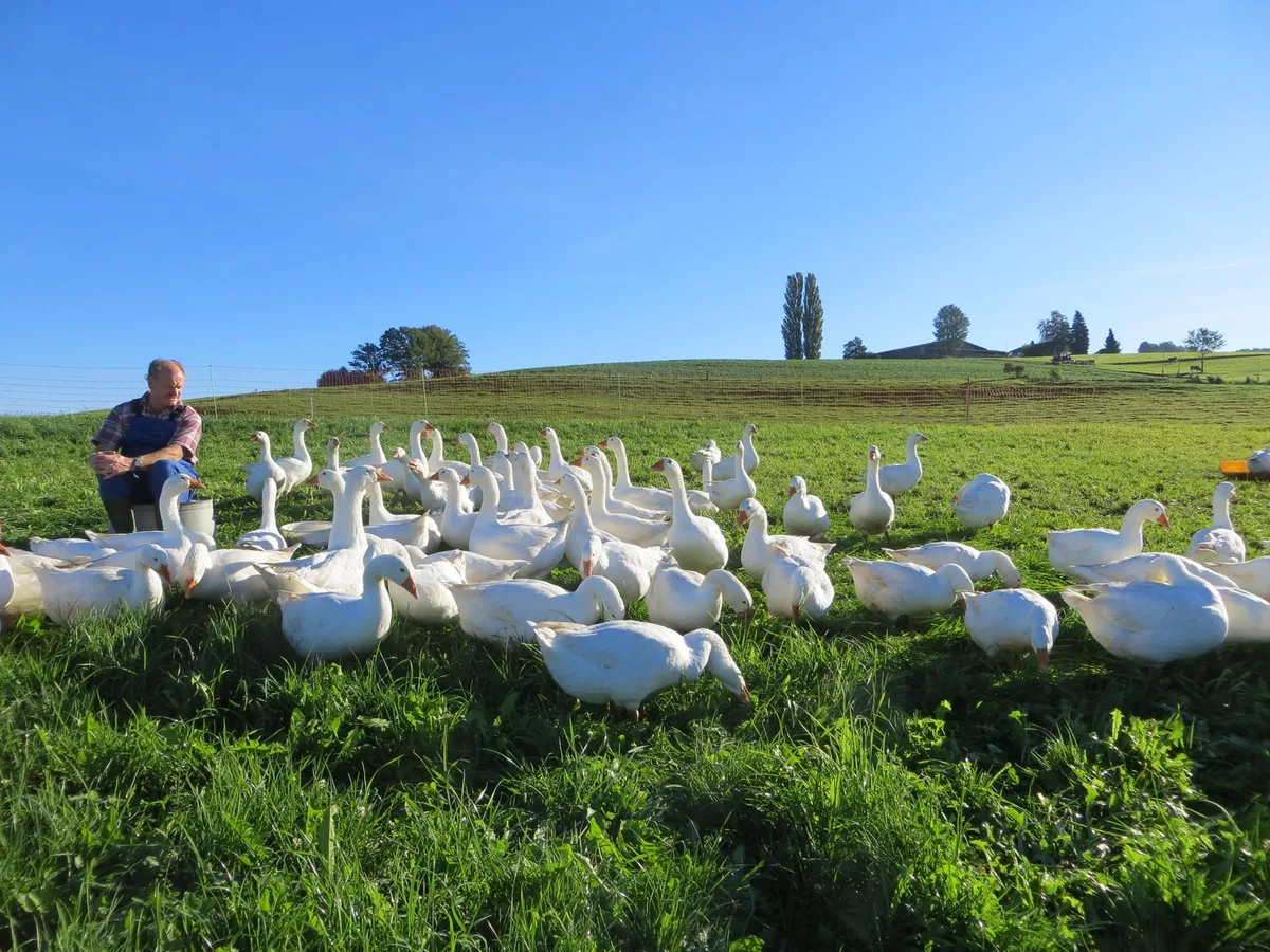 Ueli Niederhauser mit den Gänsen auf der Weide. (Bild: zVg)