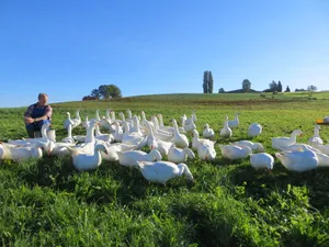 Ueli Niederhauser mit den Gänsen auf der Weide. (Bild: zVg)