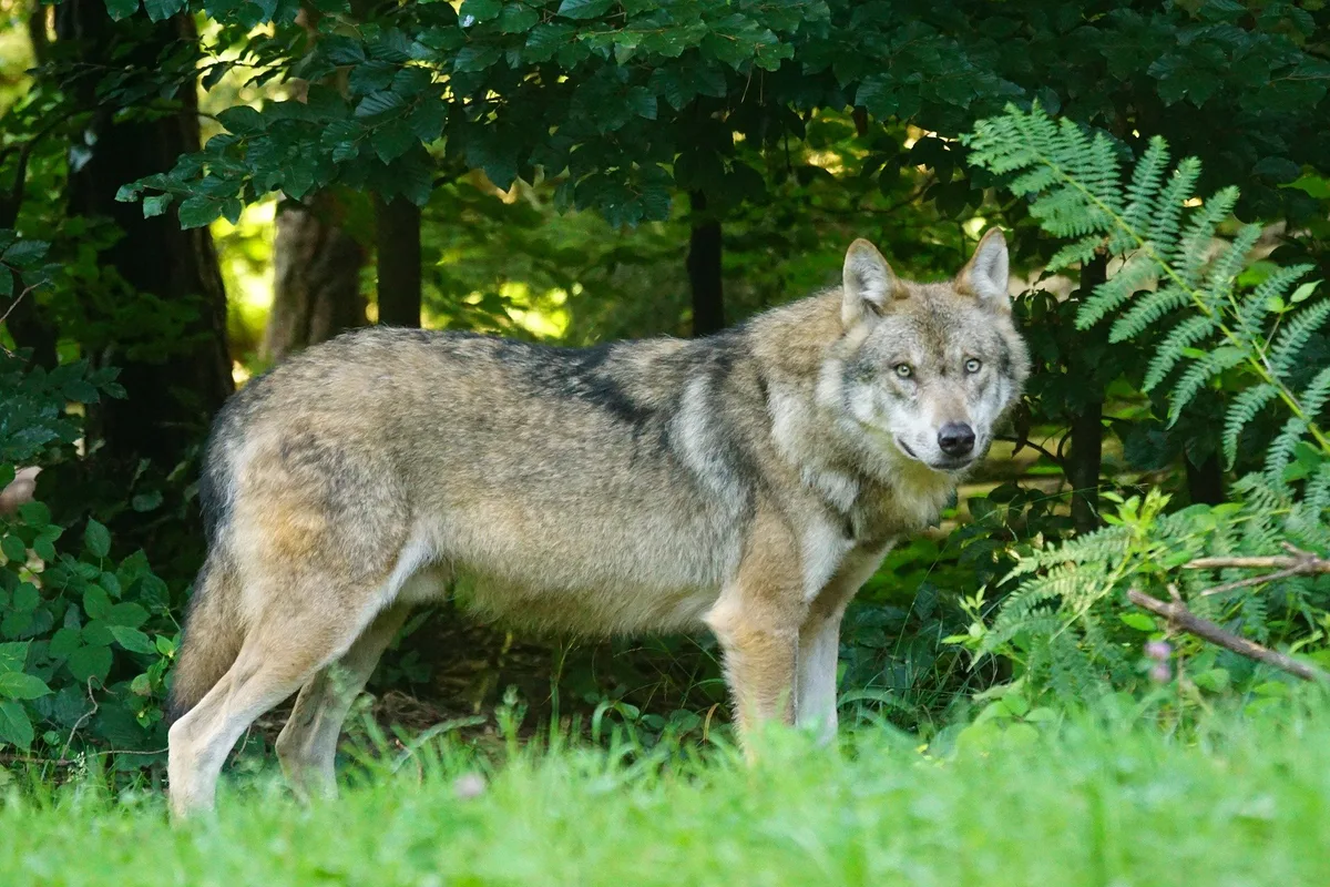Überwachung der Wölfe kostet rund 500'000 Franken pro Jahr