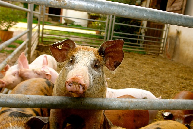 Die Ferkel verendeten nachdem Unbekannte in den Stall einbrachen und den Strom abstellten. (Bild pixabay)