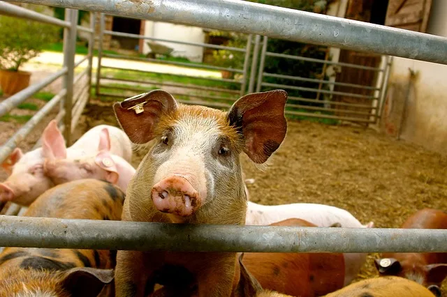 48b7640cb49536a713e6b86000b9c64aceaedd52 Die Ferkel verendeten nachdem Unbekannte in den Stall einbrachen und den Strom abstellten. (Bild pixabay)