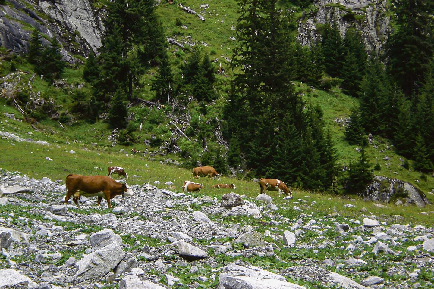 Mit ihrer gedrungene