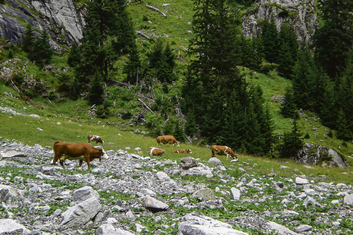 Mit ihrer gedrungene