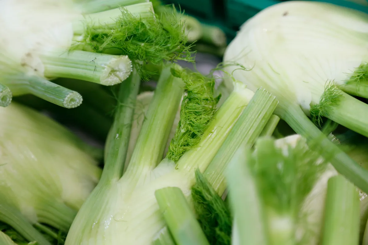 Der Fenchel ist eine wahre Vitamin-C-Bombe. (Bild ji)