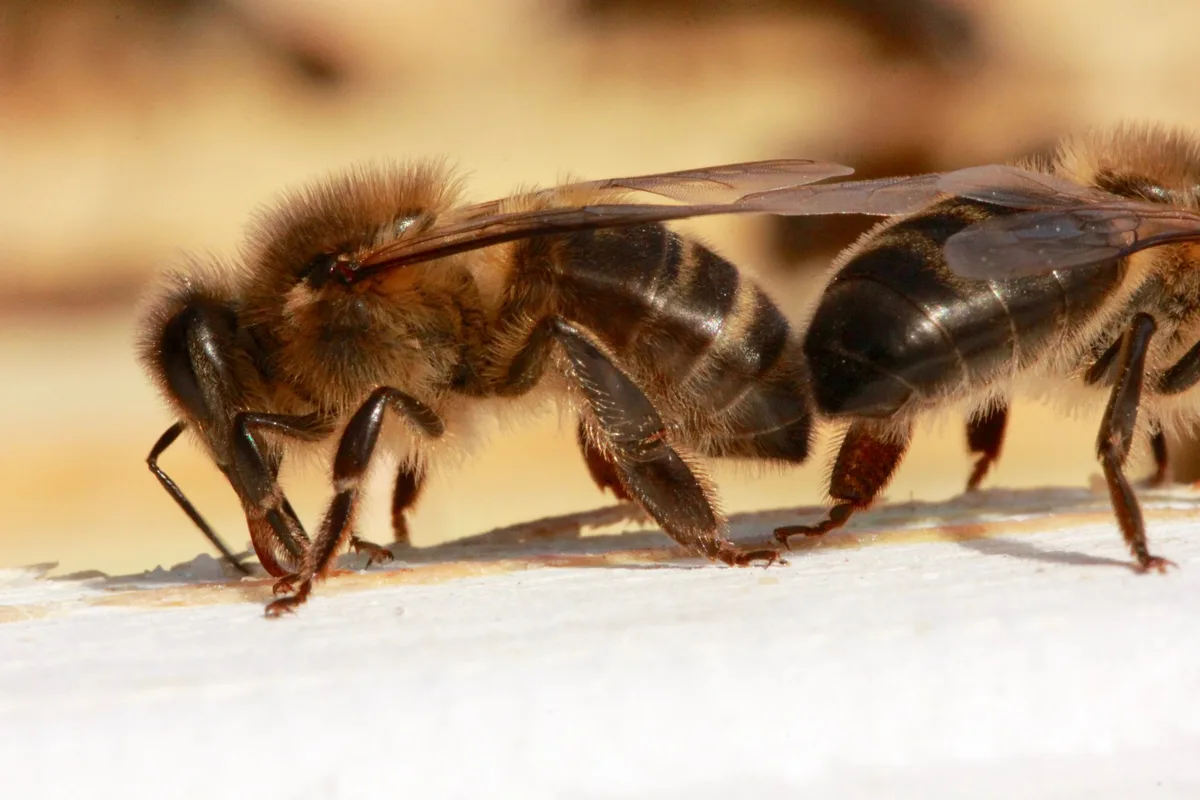 Apis_mellifera_mellifera__02 Die Bienenflüsterer
