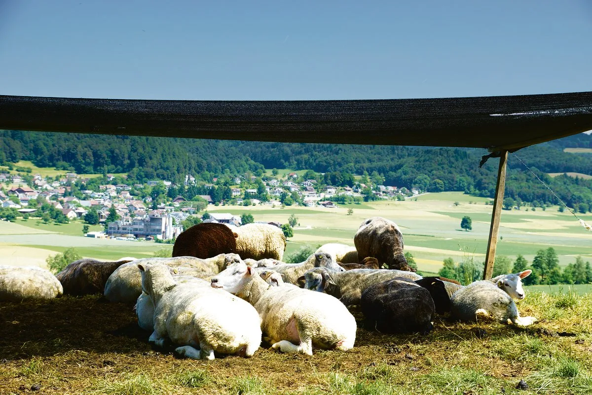 a3f0695ae62c9f4cda890faa76e7749722a033f0 Auch auf der Weide sollte es für alle Tiere genügend Schattenplätze geben. Dabei sollte mitberücksichtigt werden, dass sich der Schatten im Laufe des Tages verschiebt. (Bild BauZ)