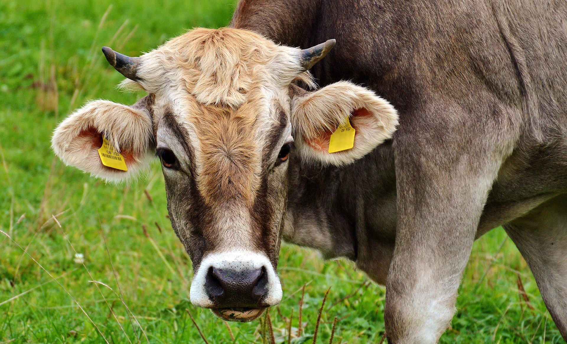 Kräuterreiches Weidefutter erhöht ungesättigte Fetttsäuren in der Milch
