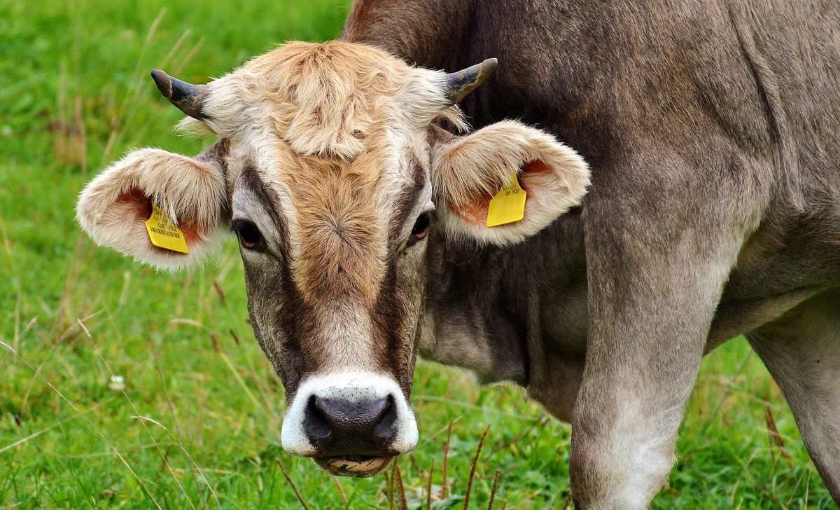 cow-g46b2f06cf_1920_56_ Kräuterreiches Weidefutter erhöht ungesättigte Fetttsäuren in der Milch