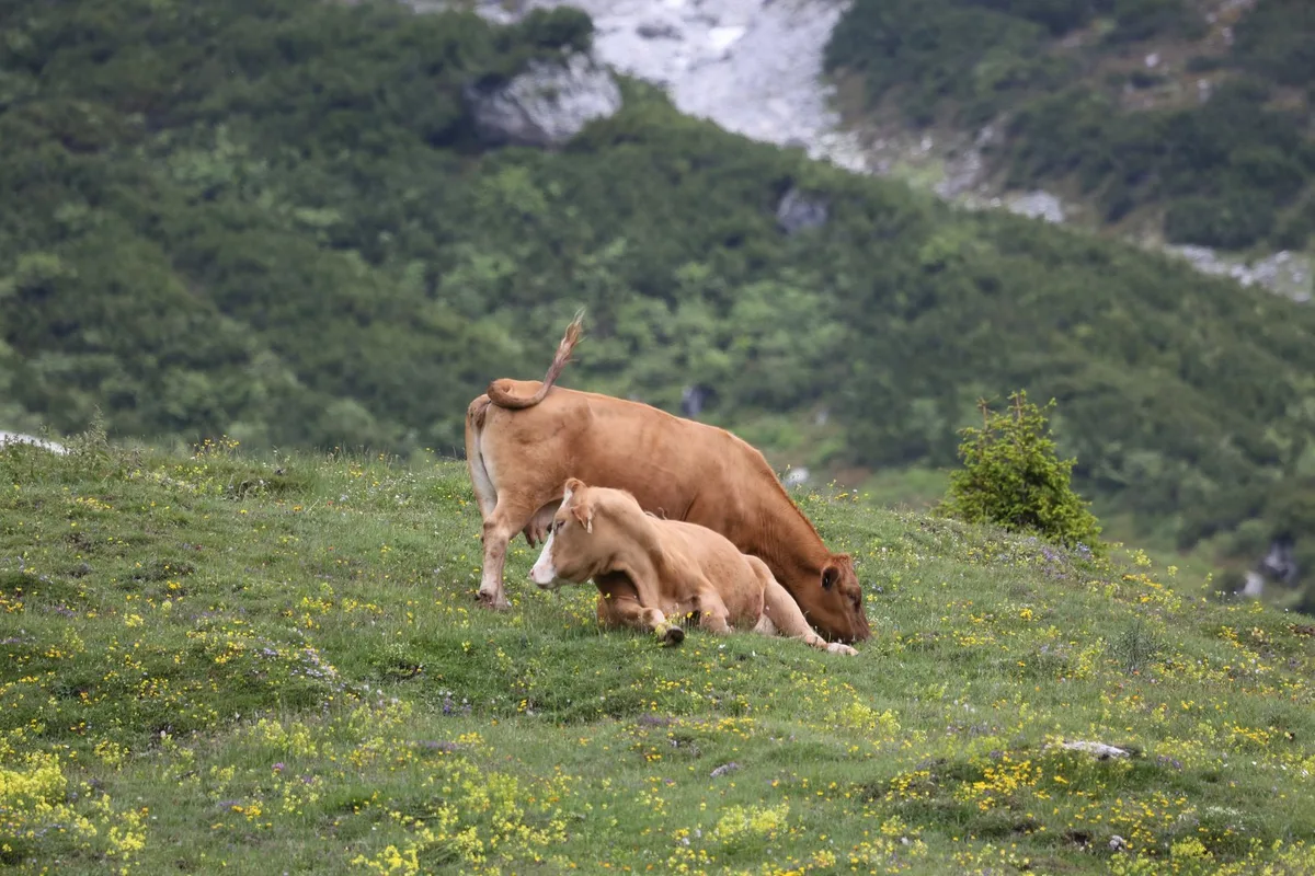 fafAlp_Rinder Wie können sich Landwirtinnen und Landwirte gegen Lumpy Skin Disease (LSD) absichern?