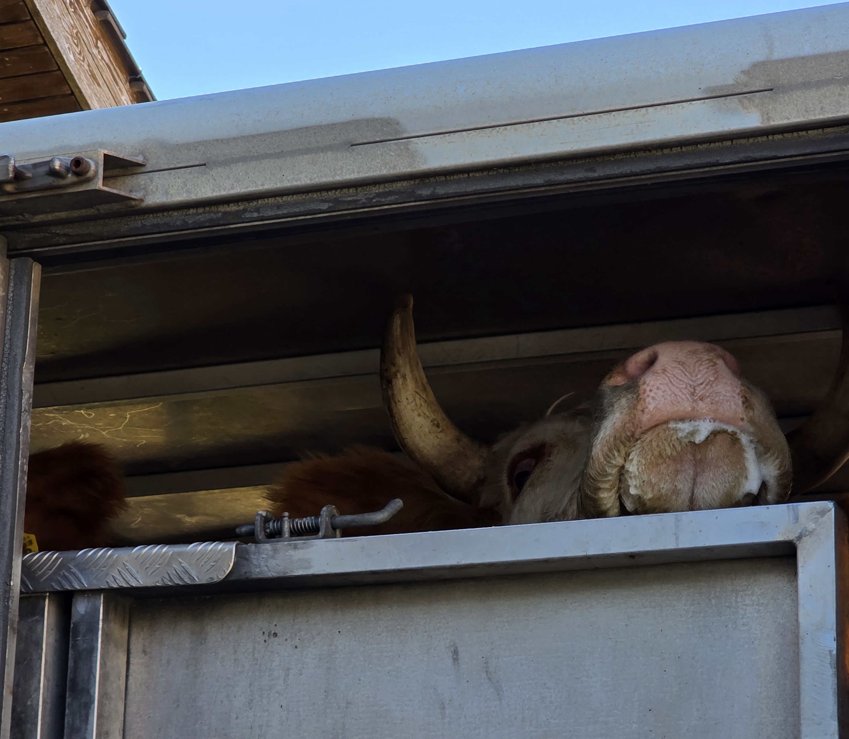 Der Tiertransport könnte bei der rasanten Ausbreitung des neuen Orthobunya-Virus diesen Sommer eine Rolle gespielt haben.