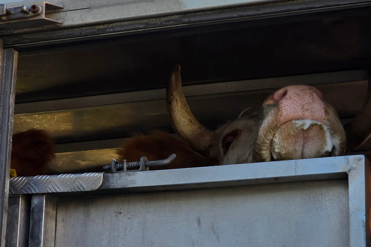 20260923_103637.jpg Der Tiertransport könnte bei der rasanten Ausbreitung des neuen Orthobunya-Virus diesen Sommer eine Rolle gespielt haben.