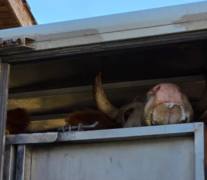 Der Tiertransport könnte bei der rasanten Ausbreitung des neuen Orthobunya-Virus diesen Sommer eine Rolle gespielt haben.