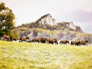 Eine Urfreiberger-Herde im Kanton Solothurn weidete auf einer Goldhaferwiese. Die wertvolle Zuchtstute Urmela hat das nicht überlebt.