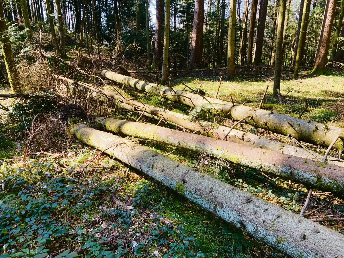 f257eb2ca7f4bad22c36110ff1fe42aecff2d1e4 Daran wird man sich gewöhnen müssen: Längst nicht mehr alles Holz wird aus den Wäldern geräumt. Der Absatz ist derzeit weitgehend zum Erliegen gekommen. Keine guten Voraussetzungen für die befürchtete Borkenkäferentwicklung in nächster Zeit. (Bild Josef Scherer)