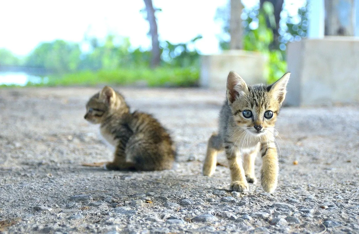 0f7a3c98a963af920d71db1af7c8bd36be143151 Auch wenn sie süss sind und verlassen im Ausland angetroffen werden: Hunde und Katzen können Tollwut in die Schweiz bringen. Daher gilt es die Vorschriften für die Einfuhr zu beachten. (Bild Pixaby)
