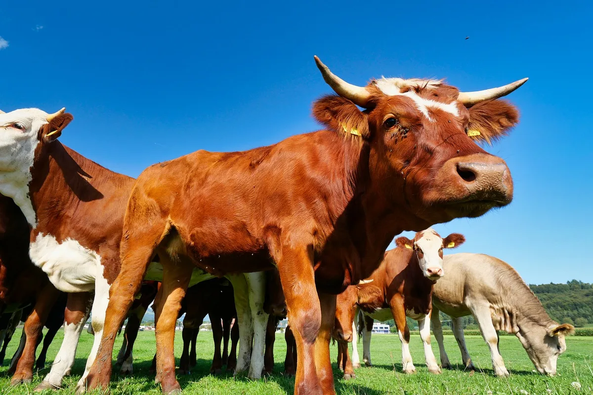 cow-4481807_1280 Studie: Im Schnitt enthält ein Dunghaufen 50 Käfer