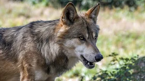 Gemäss dem revidierten Jagdgesetz ist der Abschuss eines Einzelwolfs erlaubt, wenn dieser innerhalb von vier Monaten sechs Schafe oder Ziegen gerissen hat.