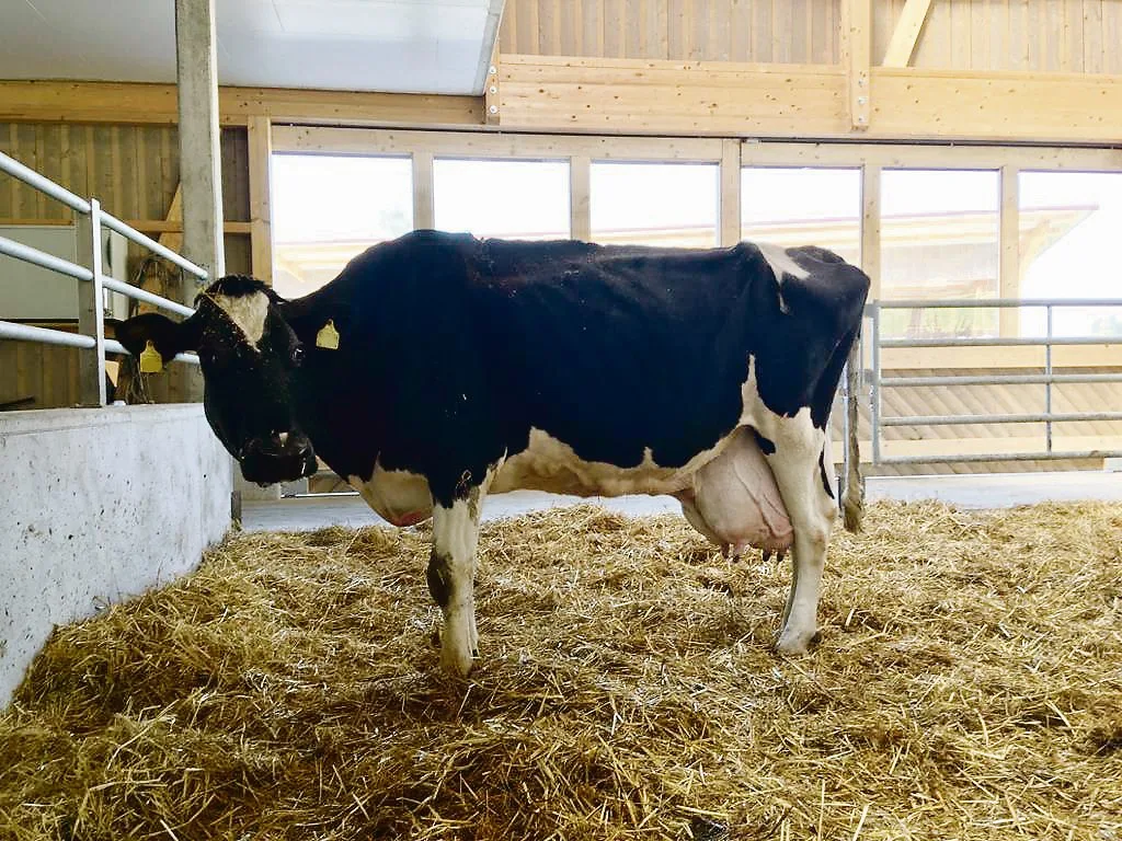 d7e5e790513abe6c962a435fa347bfe498d18e3f Ru Ro We Spock Sandra ist die leistungsstärkste noch lebende Holsteinkuh des Landes. (Bild Alfred Rüssli)