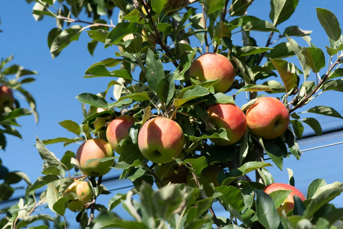 52292055401_fcd474437d_k Der Schweizer Obstverband rechnet mit guter Apfel- und Birnenernte