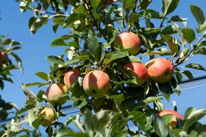 Die Ernte erreicht ihren Höhepunkt Mitte September und dauert bis Ende Oktober.