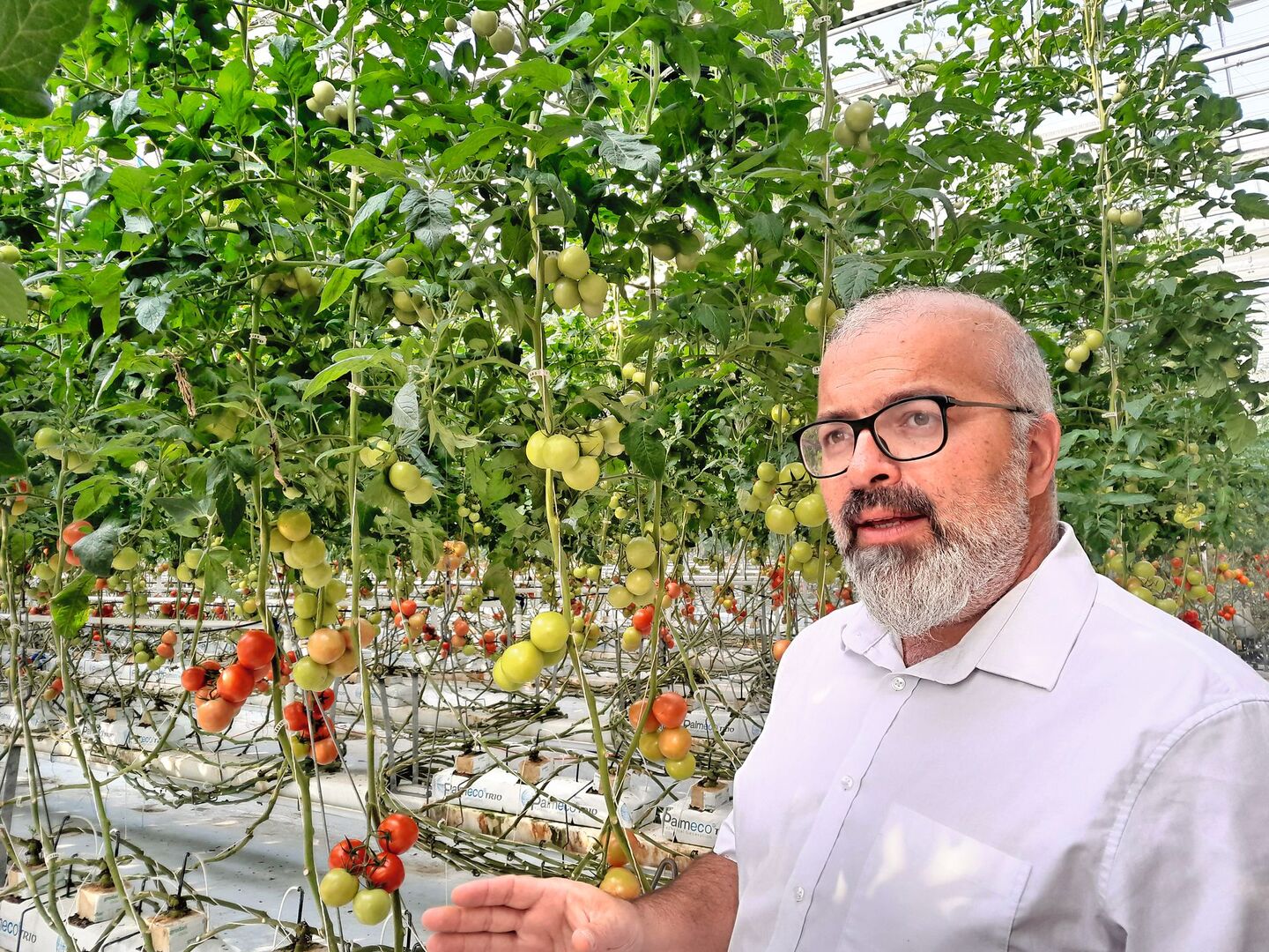 Agroscope-Forscher Cédric Camps im Gewächshaus. Jede Woche gelangt eine Tonne Tomaten aus Conthey VS auf Märkte undin die Gastronomie.
