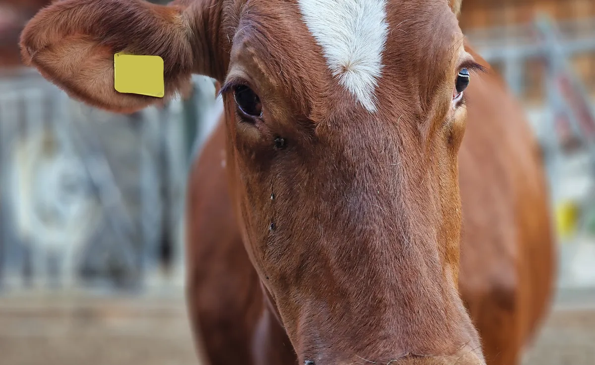 symbolbild_kuh Wenn aus einer Red Holstein urplötzlich ein SF-C-Tier wird